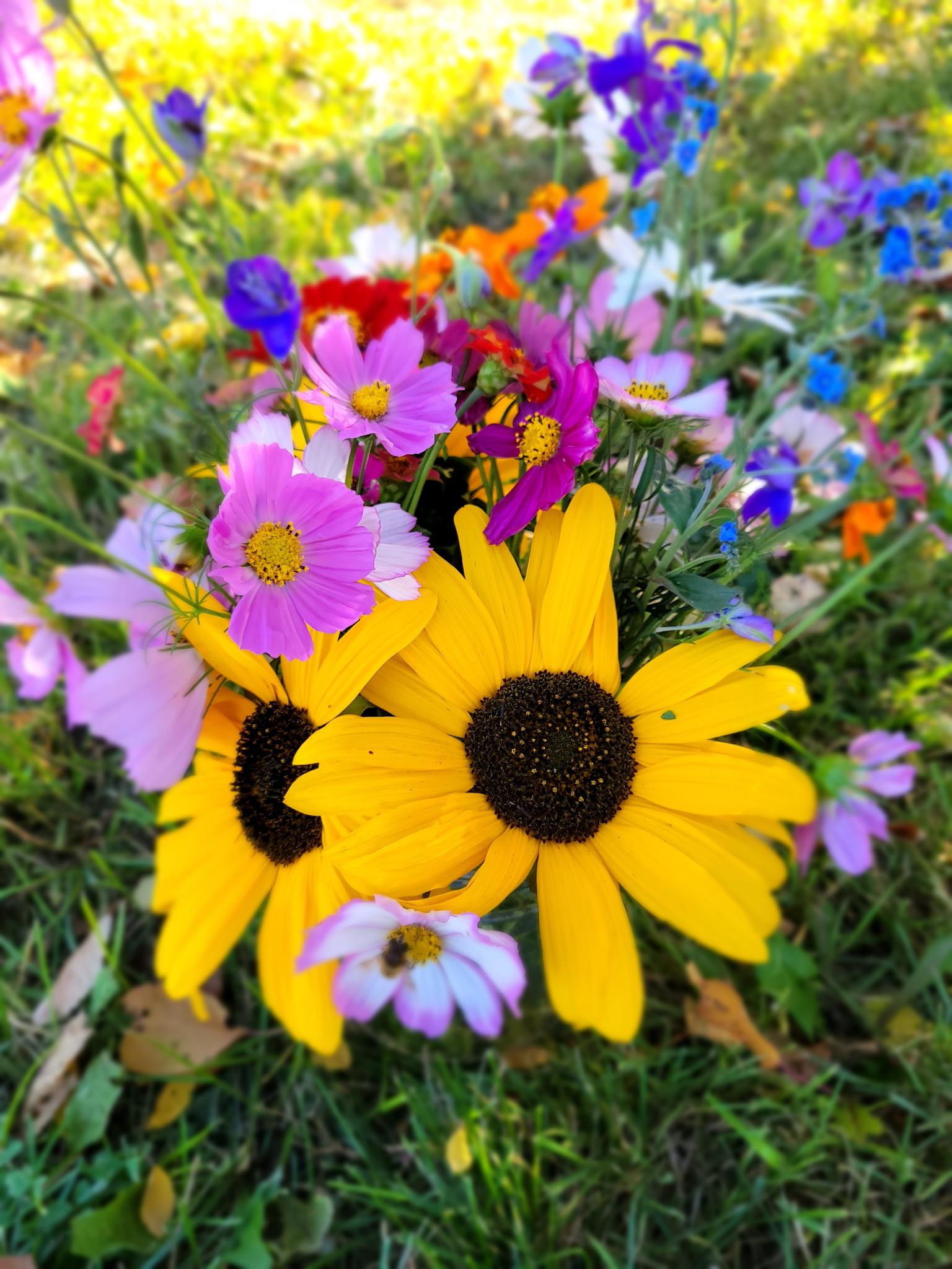Cut Flowers